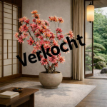 VERKOCHT Dahlia Art Tree Pink #2 (Exclusief pot)